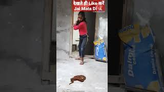 सांप को कभी ना मारे || Jai Mata Di #viral #youtubeshorts #viralvideo #trending #snake #maadurga