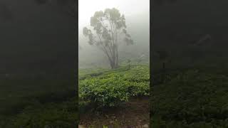 Bus coming down in Fog