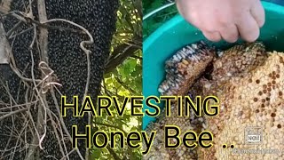 HARVESTING HONEY!!!! gone wrong