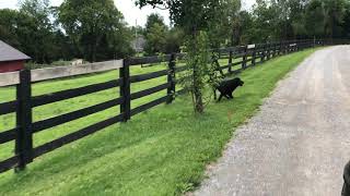 Crazy Labrador