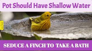 How Can I Seduce My Finches To Take A Bath? |Pot having shallow water is best for the bath |