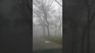 Just enjoying driving🚘#viral #ytshorts #trending #foggymorning #foggy #nice morning