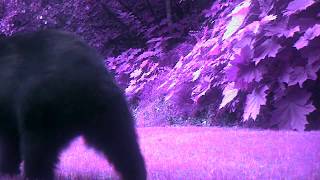 Bear Clip 20200628