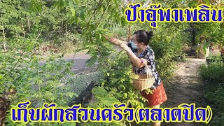 เก็บผักสวนครัวกินกับป่นปลาแห้ง | เศรษฐกิจพอเพียง | ป้าอุ๊พาเพลิน