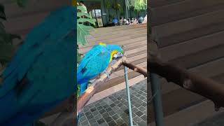 CANTIKNYA BURUNG MACAU #macau #macawbird #shortvideo #birdland