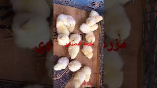 تفقيس افراخ 🐤🐣🐣 السوسك ماشاء الله