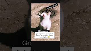 Gününüz aydın olsun🫠 #sessizyazar #kedi #cat #keşfet #öneçıkar #shorst #sabah #türkiye #dünya #güneş