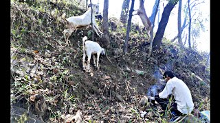 Tea Forest and Goatz