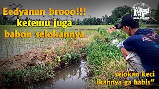 sambaran ikan babon di selokan || selokan ikannya ga habis" #microfishing #mancingkalen