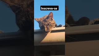 #reflexão#motivação #cortella#viralvideo #cat#adoteumgato #adote#pets #reflexaoelgato #shortsbrasil