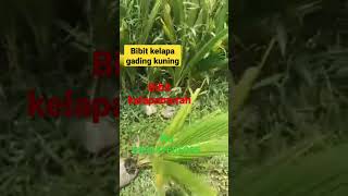 jual bibit kelapa gading kuning, MURMER, wa 085647605995 #shorts #tanaman