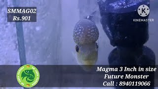 Magma 3 inch flowerhorns for sale@smaquagarden