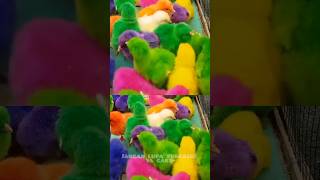 Beli anak ayam lucu warna warni #shortsvideo