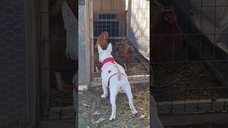 5 Month Old Bull Terrier Meets Chickens & Rooster 💥🔥💥 #AKC #BullTerrier #CuteDog #BeautifulPuppy