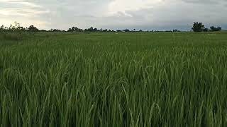 Paddy field in  Dang Nepal. II green rice field II Dhan khet ghorai dang II