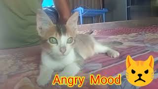 Funny Cat Angry | Cute Angry Baby Cat | Cute Kitty Meow Angry |