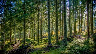 Vysoké Tatry | Zvuky lesa - Sounds of forest - Geräusche des Waldes