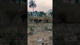 सांडों की लड़ाई #bull fight #youtubeshorts #bullfight #viralshort