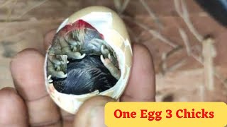 aseel chick hatching help to rescue| #aseel #aseelmurga #parrotnoserooster #egg #rescue #pets #hen