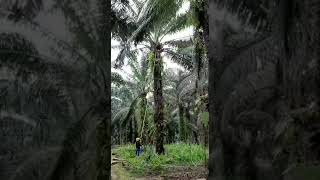 Panen buah Kelapa Sawit Pohon tinggi. Pakai galah double Stick.