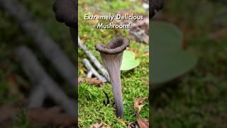 The Mushroom of DEATH☠️☠️☠️, the black trumpet! #food #gourmet #fungi #mushroom #biology #foraging