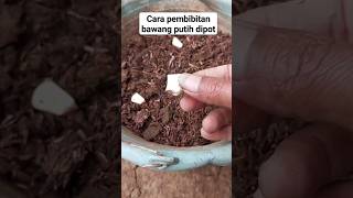 part1 pembibitan bawang putih dipot#berkebun#berkebundirumah #pertanian #petualangan