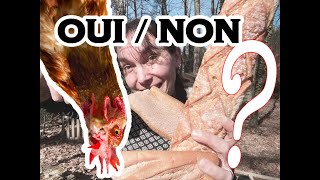 Du pain aux poules ?