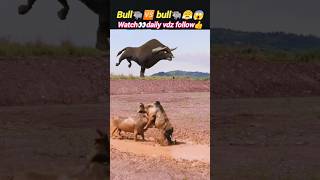 Bull vs bull😱 | bull fight | cow vs cow | bull attack | animal video | @Wildshikaari007 | #shorts