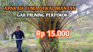 APAKAH CUMA DI KALIMANTAN GAJI TUKAN PRUNING SAWIT PERPOKOK  15.000 rb