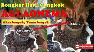 bongkar cangkok aglonema