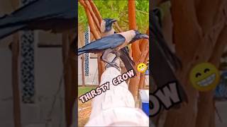 Crow story | Crow sound | Crowing #crowstory