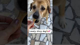 Cute stray dog likes treats! 😻