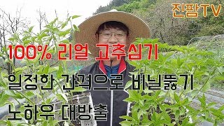 고추심기 I 초보자도 하루에 3000포기 심을수 있는 방법 대공개(일정한 간격으로 구멍 뚫는 방법, 고추 심는 방법, 물주는 방법, 흙 떠 놓는 방법,)