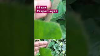 TUMBUHAN HUTAN TEMPERINGAT SEMUA BATANG DAN DAUN BERDURI