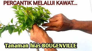 Cara sederhana main kawat cabang muda bougenville