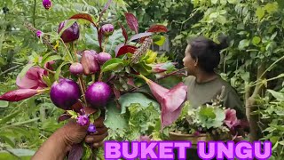 PANEN TANAMAN SERBA UNGU DAN DIBUAT JADI BUKET EKOLOGIS||