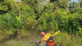 Saat Musim banjir ikan toman pada keluar sarang