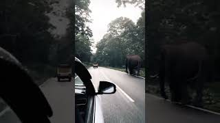 🐘😮Elephants are Majestic #elephantcrossing #animalshorts