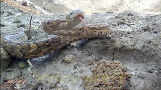 4 x snake botrops serpiente culebra tilcuate veneno mordida lanza hojas secas masacuate negro víbora