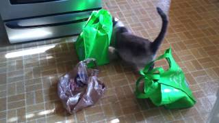 Terra Playing in Bags