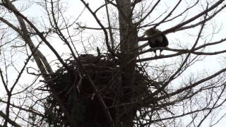 Discovery Nest March 30 2015