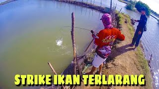 STRIKE IKAN TERLARANG | ULTRALIGHT FISHING