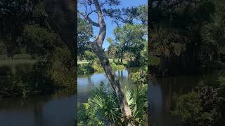 Amazing Views All Around  the Shops at Omni Amelia Island Resort in Amelia Island, Florida #shorts