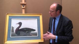 Peter Paillou (circa 1720-1790): An Egyptian Goose [Alopochen aegyptiacus]