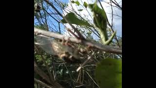 Petting a Cicada