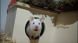 Syrian Hamster Exploring New Setup