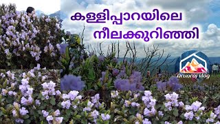 Neelakurinji  flowers bloom in  Kallipara hills santhanpara Idukki 2022 @arunrajvlog