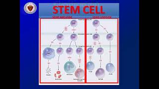 Clase 8  Sindromes mieloproliferativos leucemia mieloide crónica