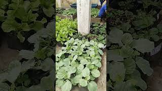 Solusi Berkebun di Lahan Sempit!!!