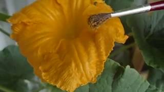 Bestuiving pompoen plant | Pollinate pumpkin